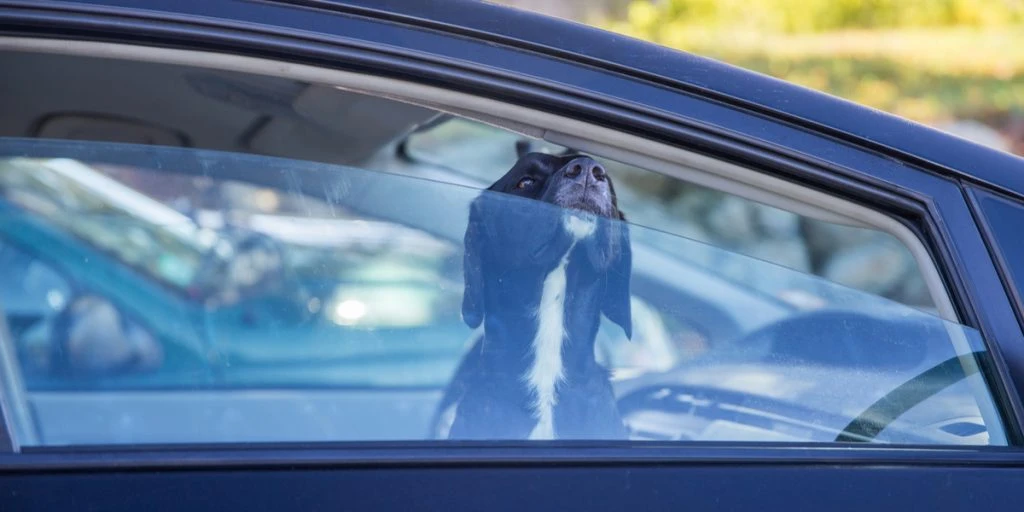 Lader hund og nøgle blive i bilen: Får stort chok efter indkøbstur