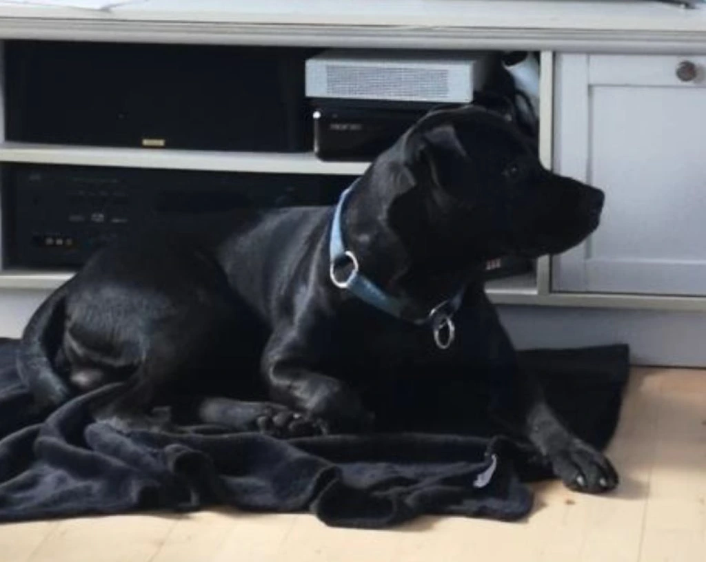 Sort hund løber alene rundt: Ved du, hvor den hører til?