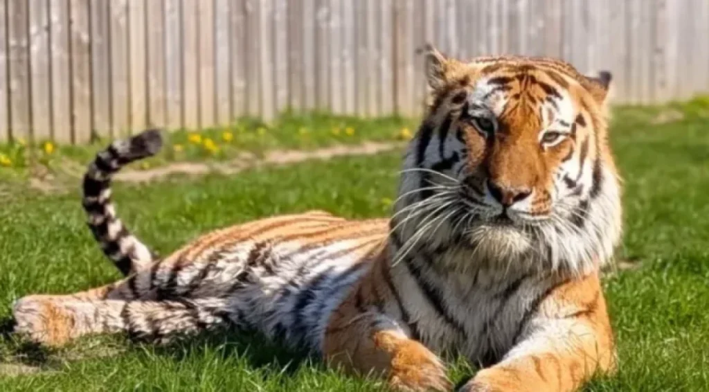 23-årig mand blev dræbt af tiger i zoologisk have: Nu deler zoo-ekspert alvorlig advarsel
